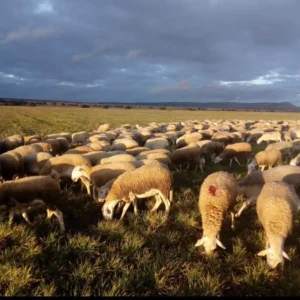 Oveja Manchega Pastando