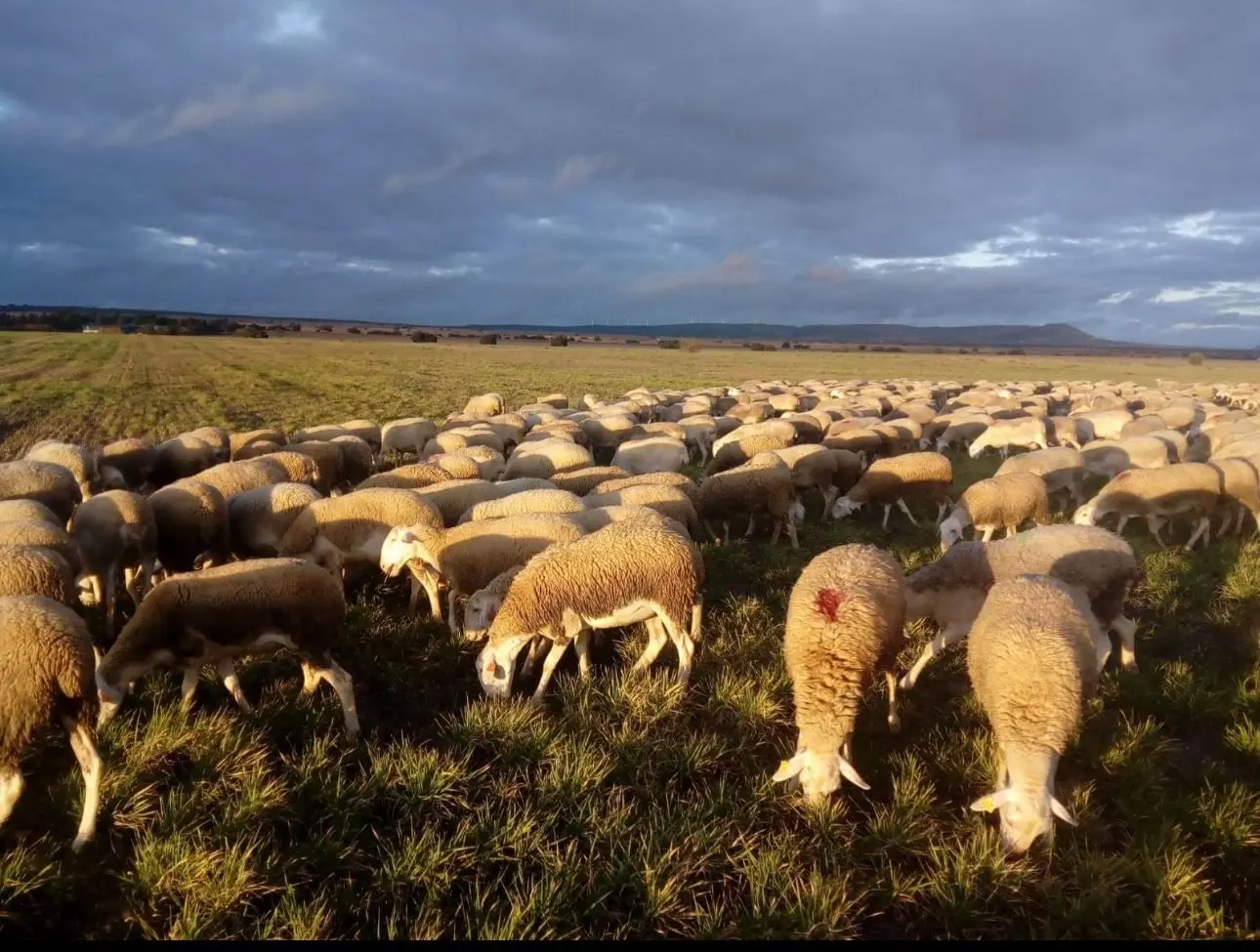 esquilado de la oveja manchega 1 esquilado de la oveja manchega