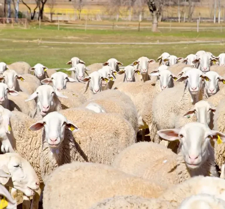 Ovejas Manchega