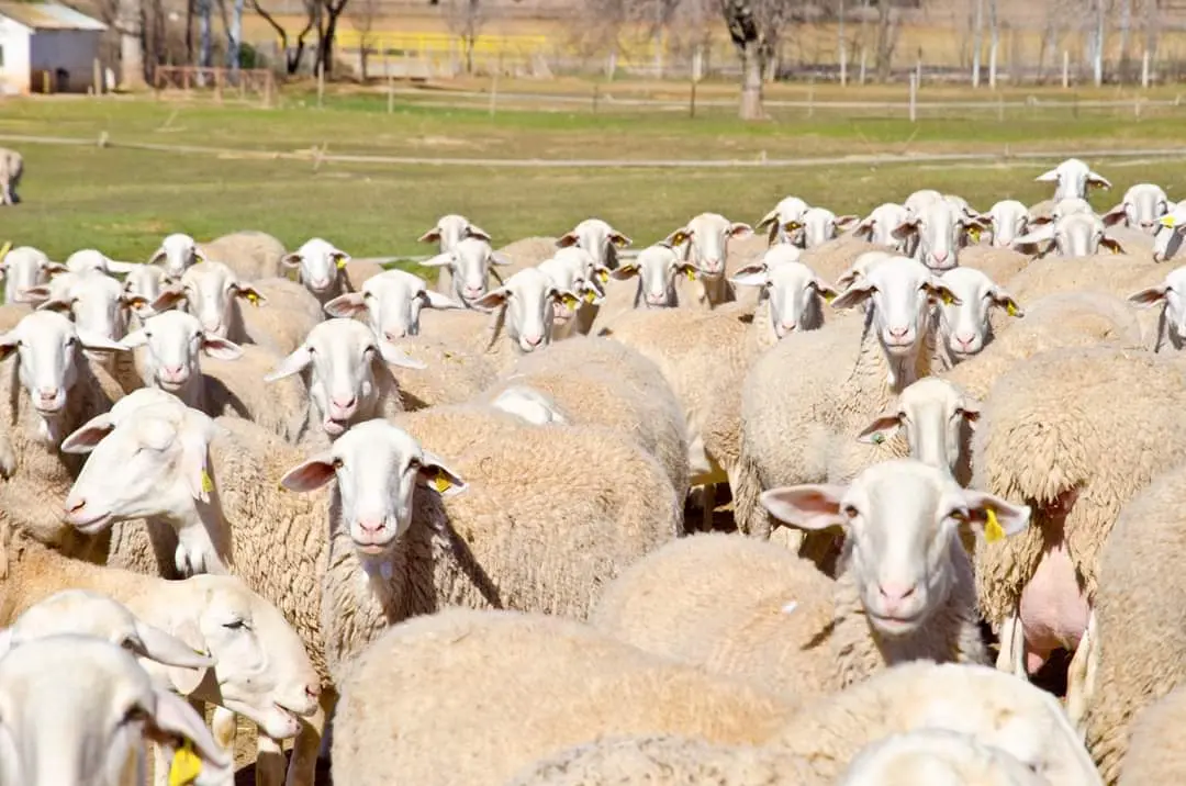 leche De Oveja Manchega
