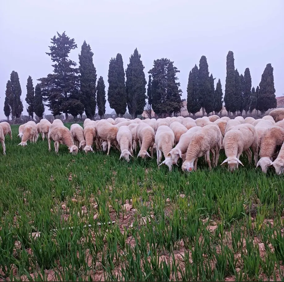 Ovejas Manchegas