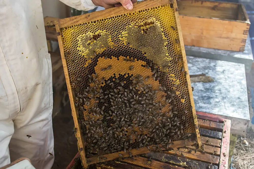 La miel de La Mancha: tradición, sabor y propiedades únicas en Albacete 1 La miel de La Mancha: tradición, sabor y propiedades únicas en Albacete
