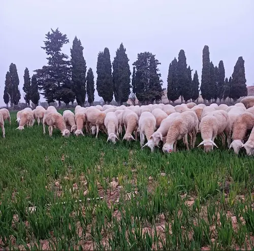 Ovejas Manchegas