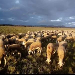Ovejas Manchegas Pastando